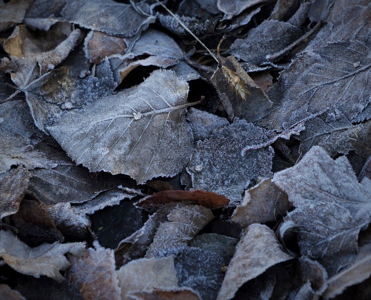 photo "***" tags: nature, 