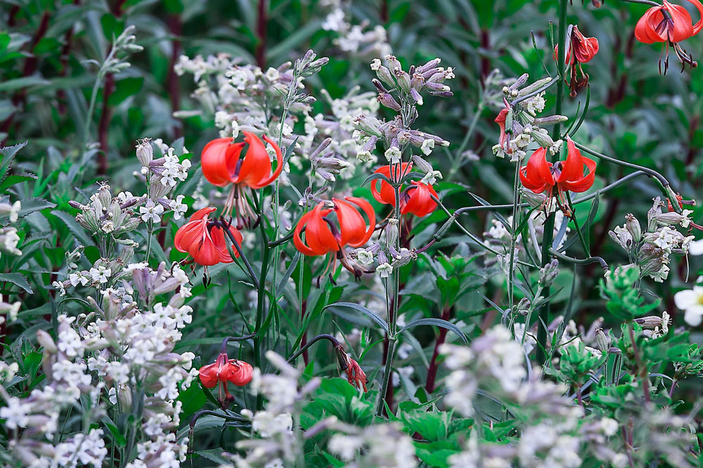 photo "***" tags: nature, summer, краски.