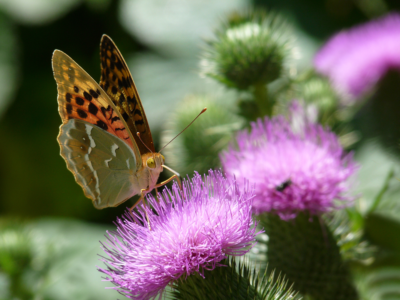 photo "***" tags: nature, insect