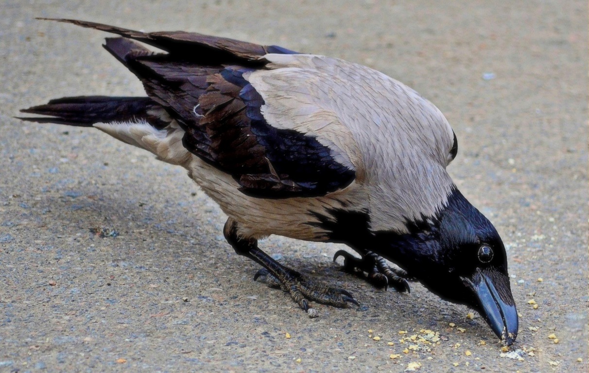 фото "Серая ворона" метки: разное, птичка