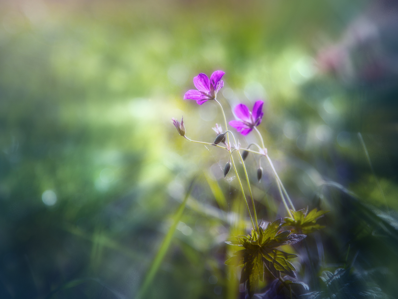 photo "***" tags: macro and close-up, nature, 