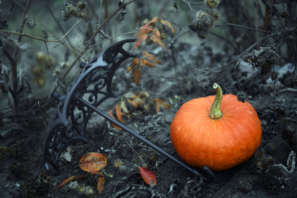 photo "***" tags: macro and close-up, autumn, зонтик, осенние листья, старый сад, тыква