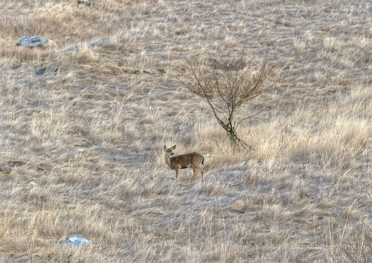 photo "Одинокий олень" tags: nature, M5329338