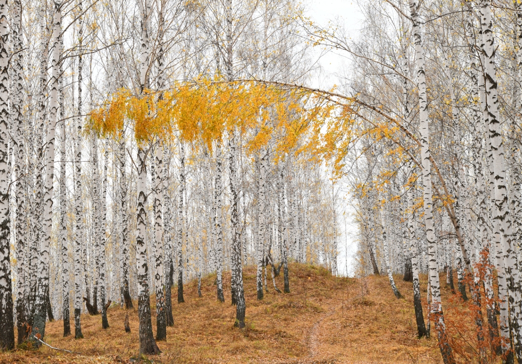 фото "Прощание с осенью" метки: природа, Берёза, берёзовая роща, осень