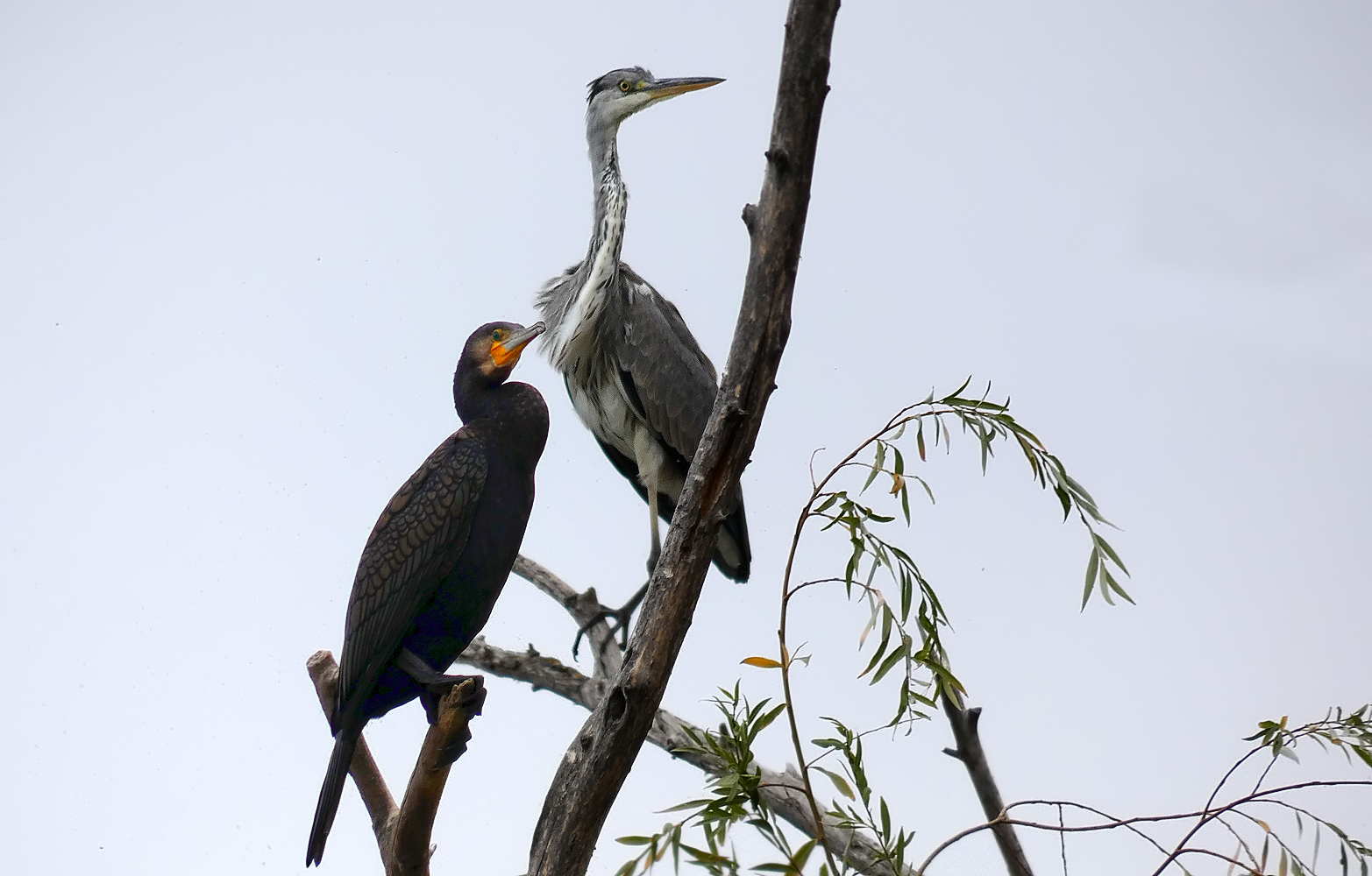 photo "***" tags: nature, wild animals