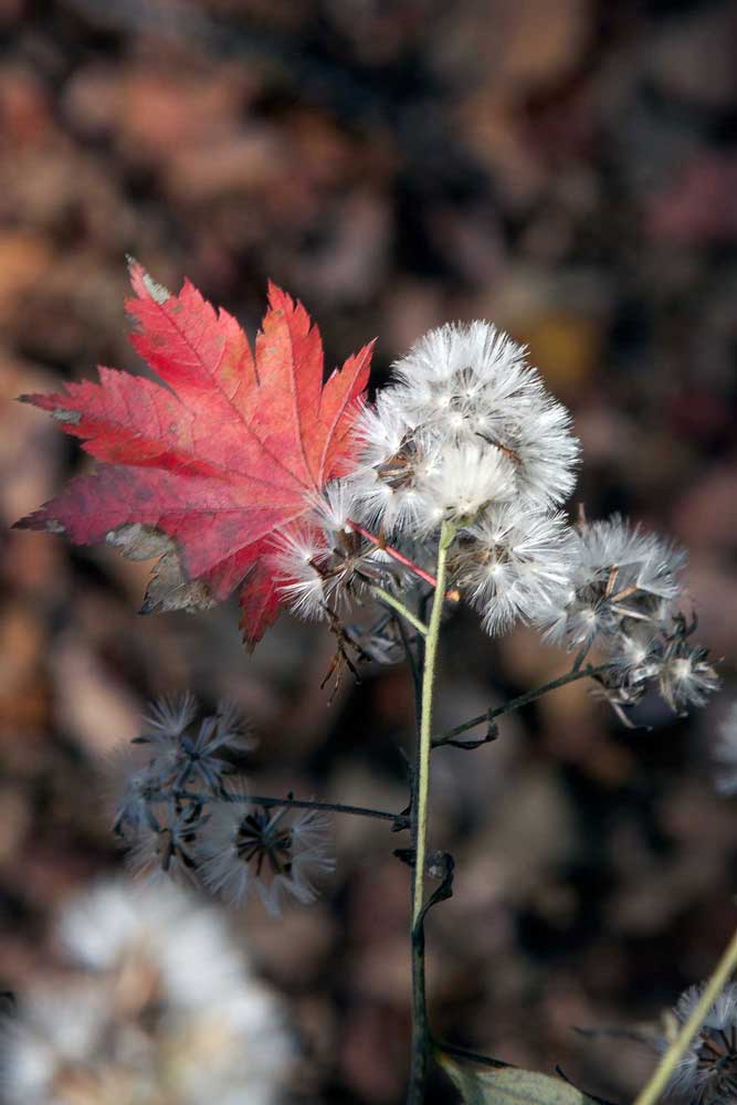 photo "***" tags: nature, autumn