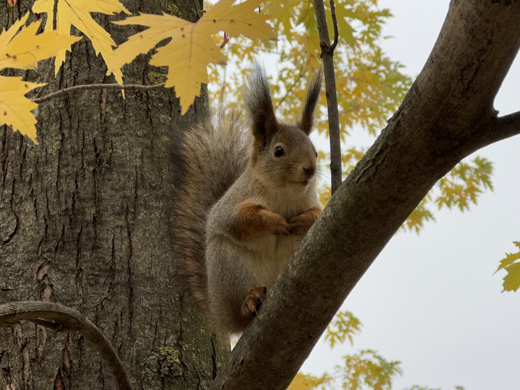 photo "***" tags: nature, squirrel, белки, животные