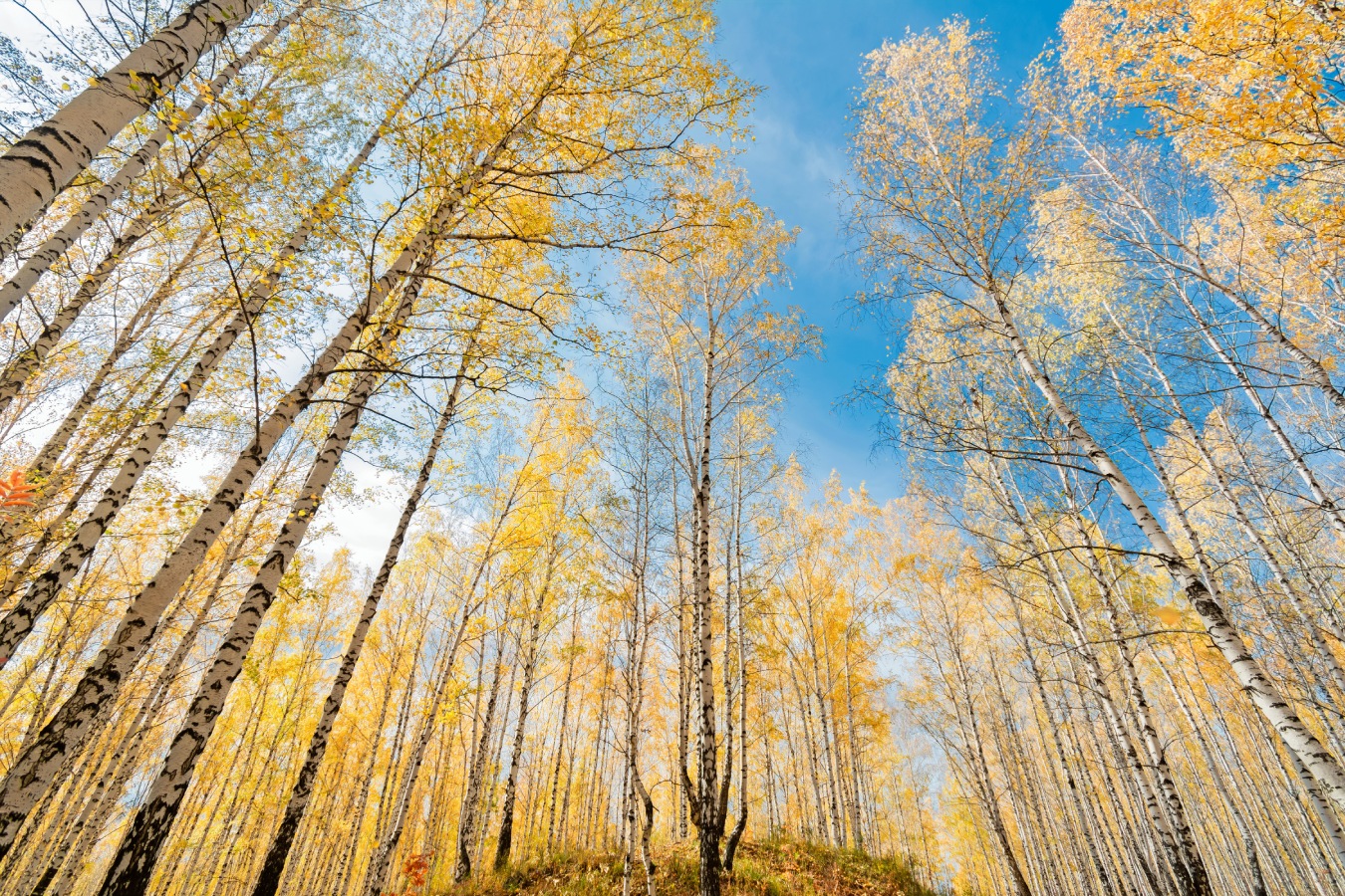 photo "***" tags: landscape, autumn, березовый лес, голубое небо, желтые листья