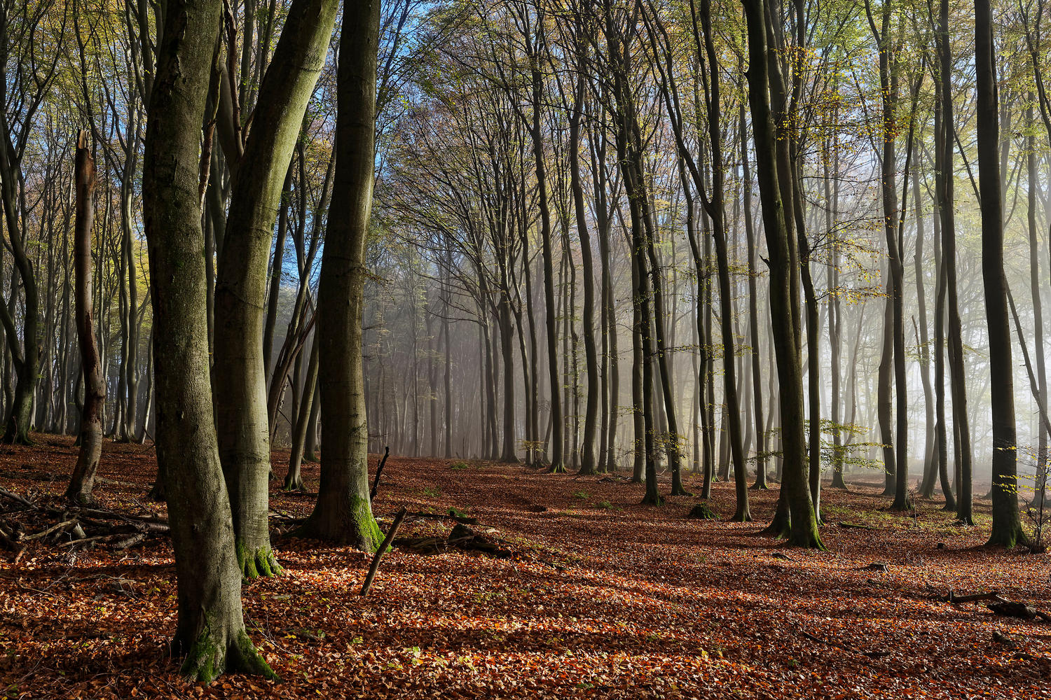 фото "***" метки: пейзаж, природа, Europe, forest, осень