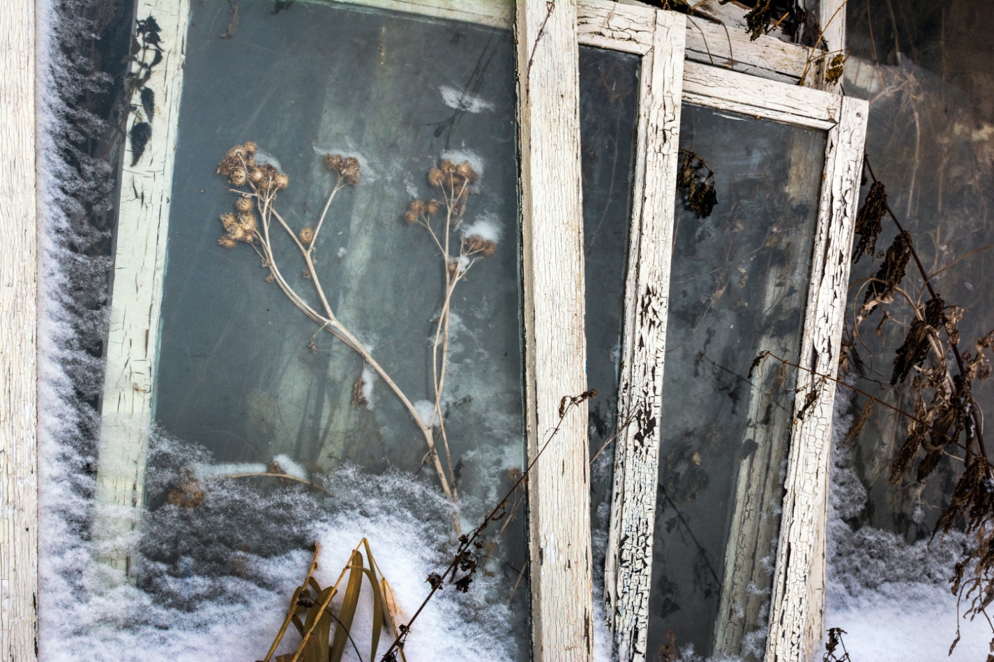 photo "***" tags: misc., snow, winter, засохшие растения, старые рамы