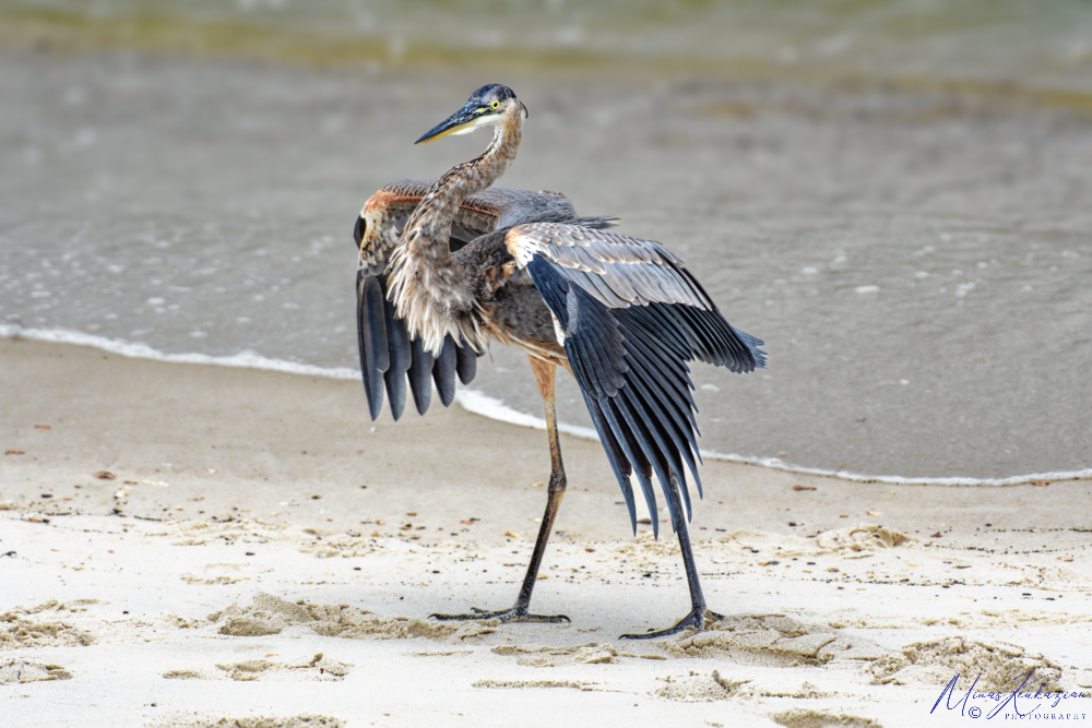photo "Great Blue Heron" tags: nature, travel, wild animals bird fish lake