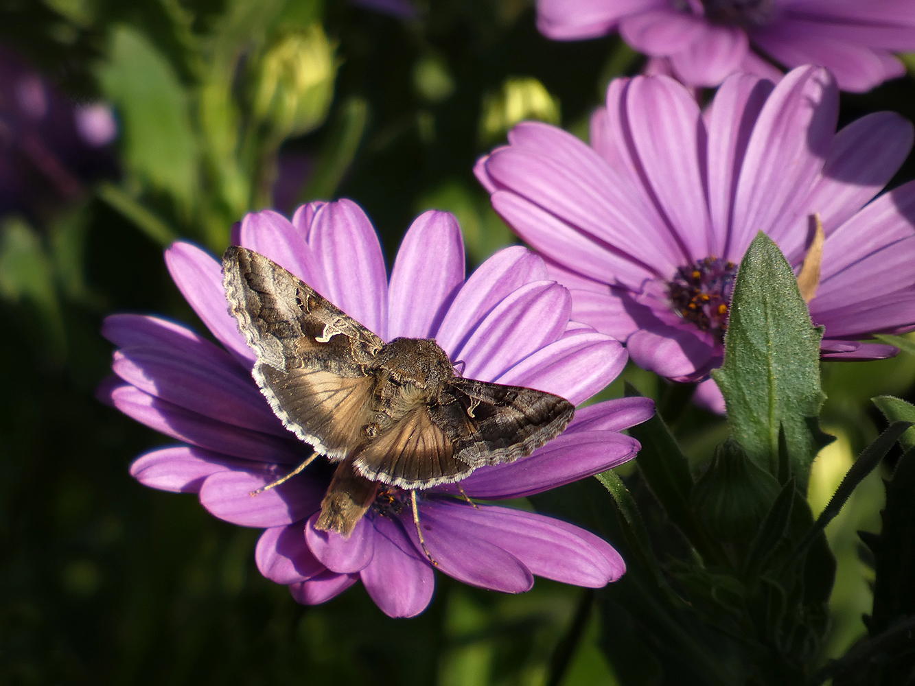 photo "***" tags: nature, flowers, insect