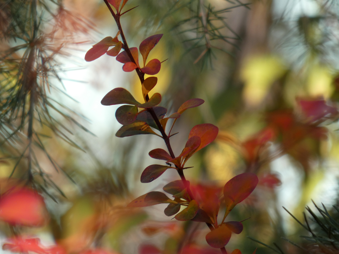 фото "***" метки: природа, 