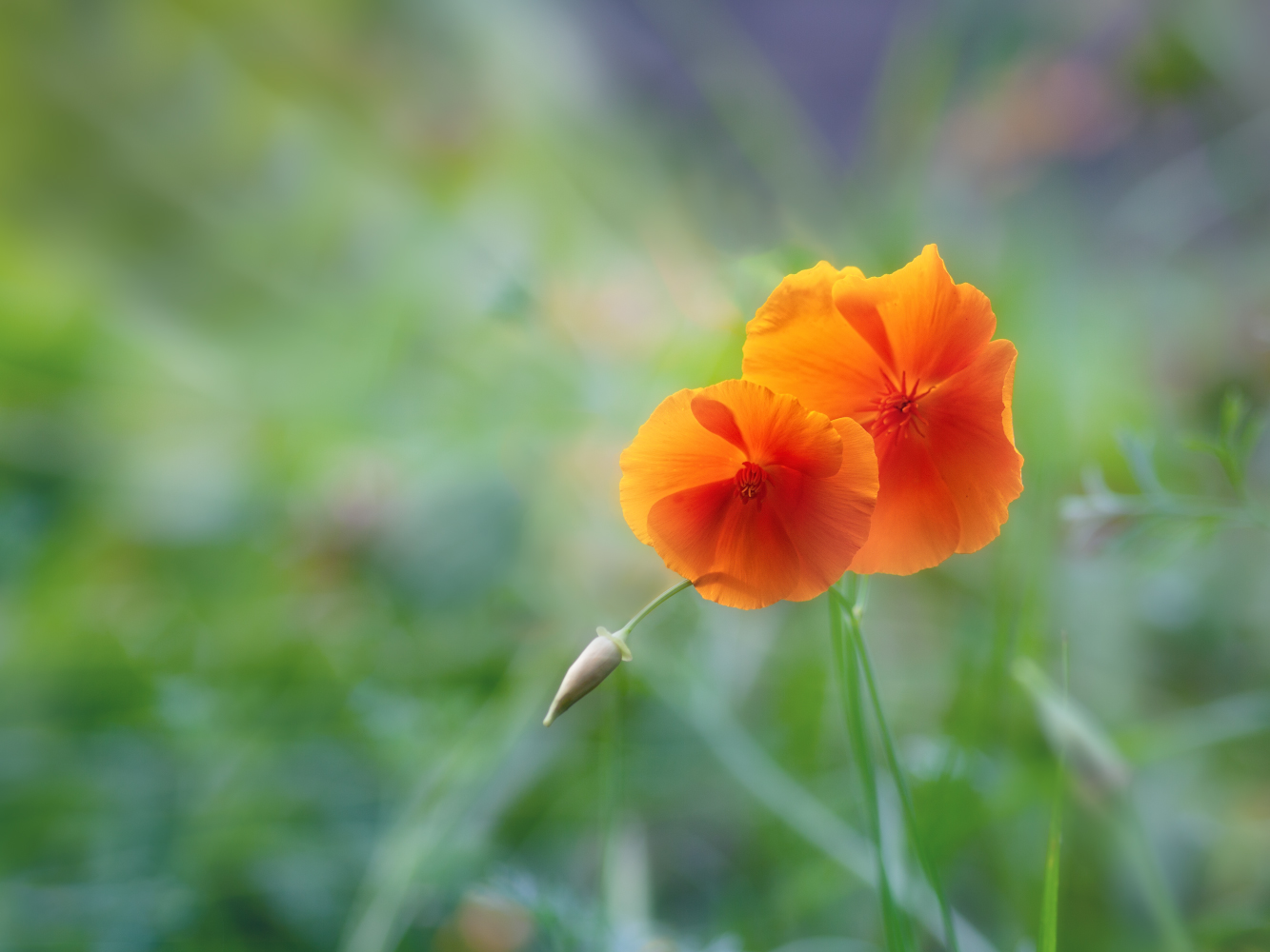 photo "***" tags: nature, macro and close-up, 