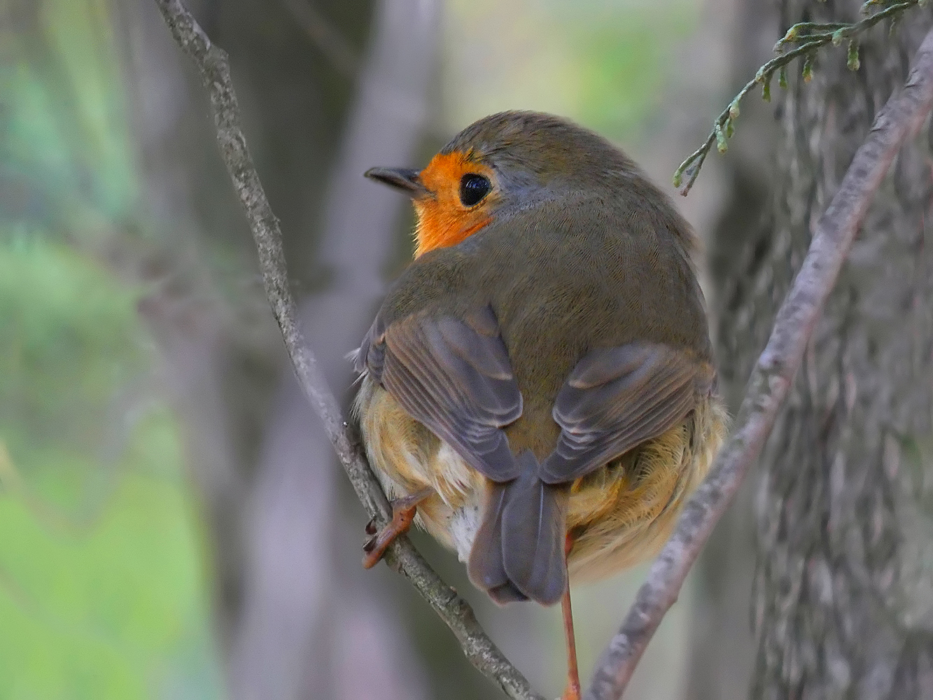 photo "***" tags: nature, wild animals