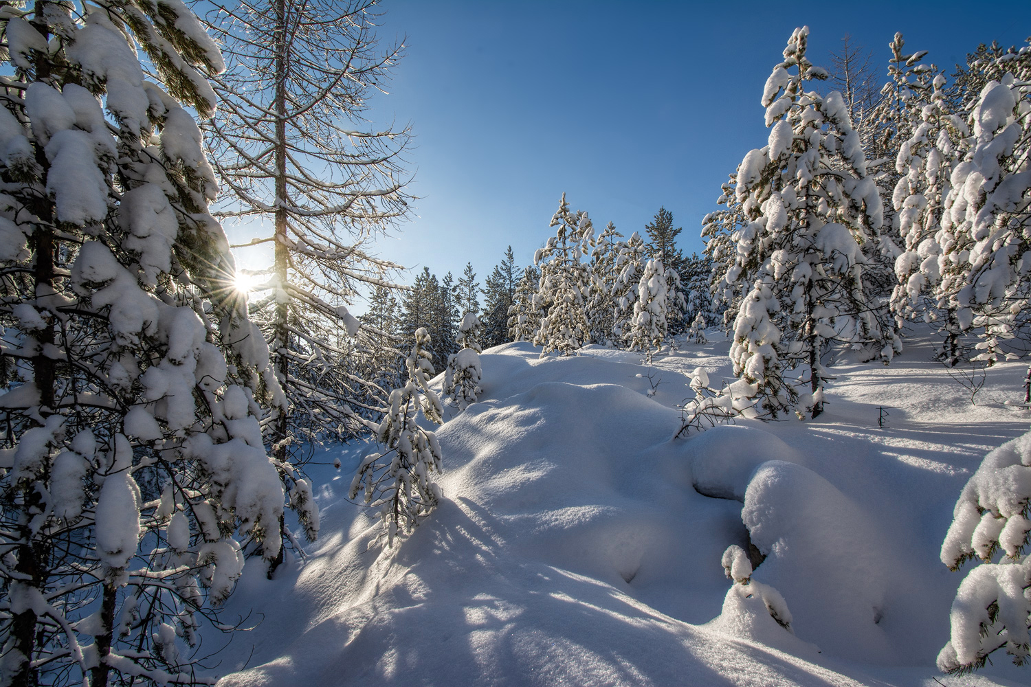фото "Утро в зимнем лесу" метки: пейзаж, 