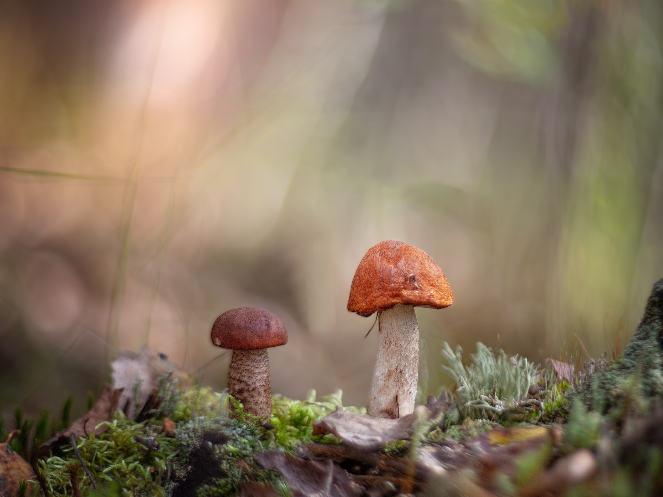 фото "***" метки: макро и крупный план, природа, 
