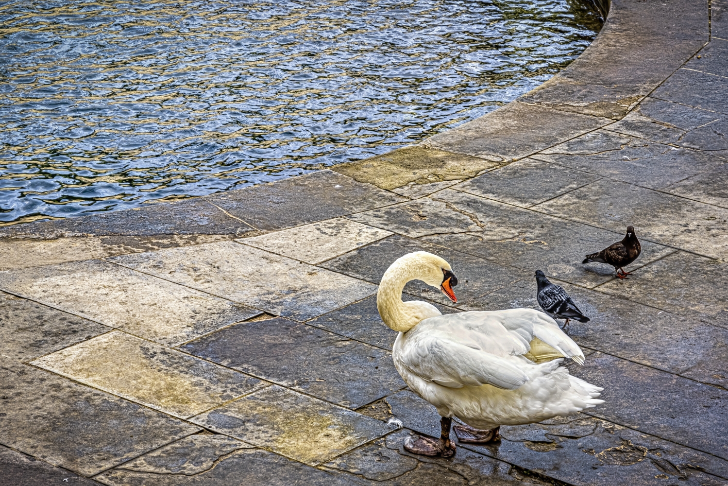 photo "Feather Cleaning 2" tags: misc., 