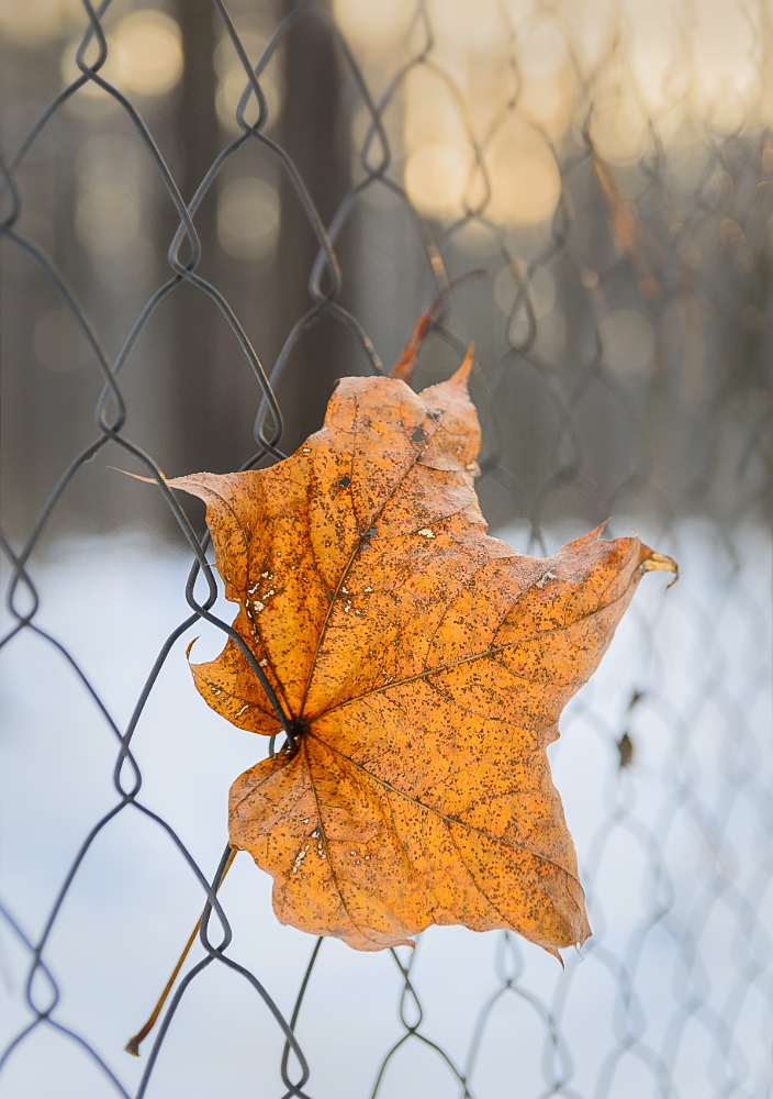 photo "***" tags: macro and close-up, 