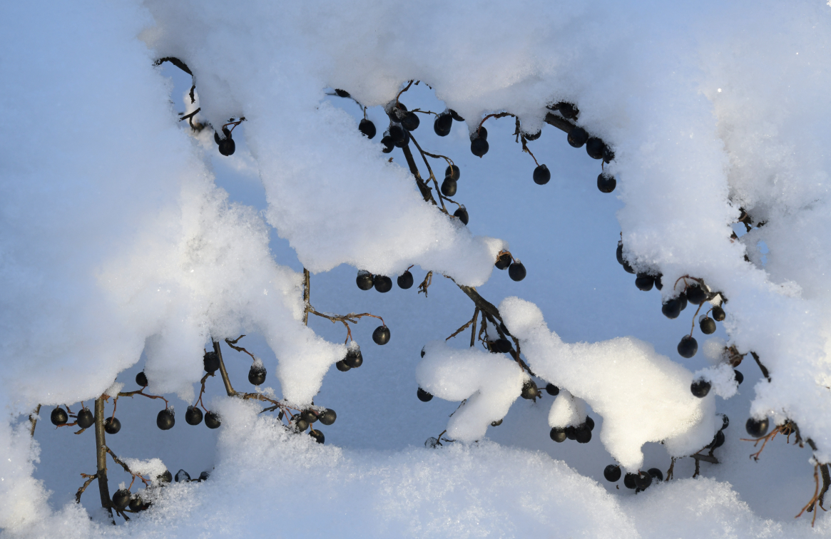 фото "Зимние ягодки" метки: макро и крупный план, Ягоды, ветки, зима, снег