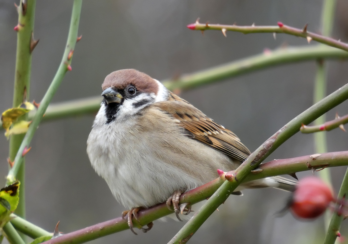 photo "***" tags: macro and close-up, wild animals