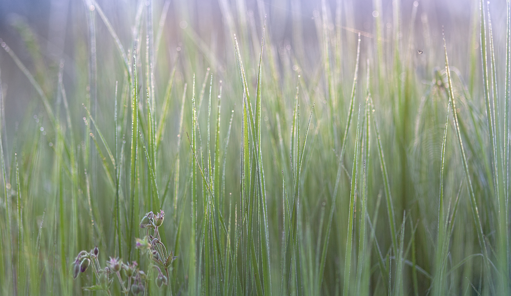 photo "***" tags: macro and close-up, nature, 