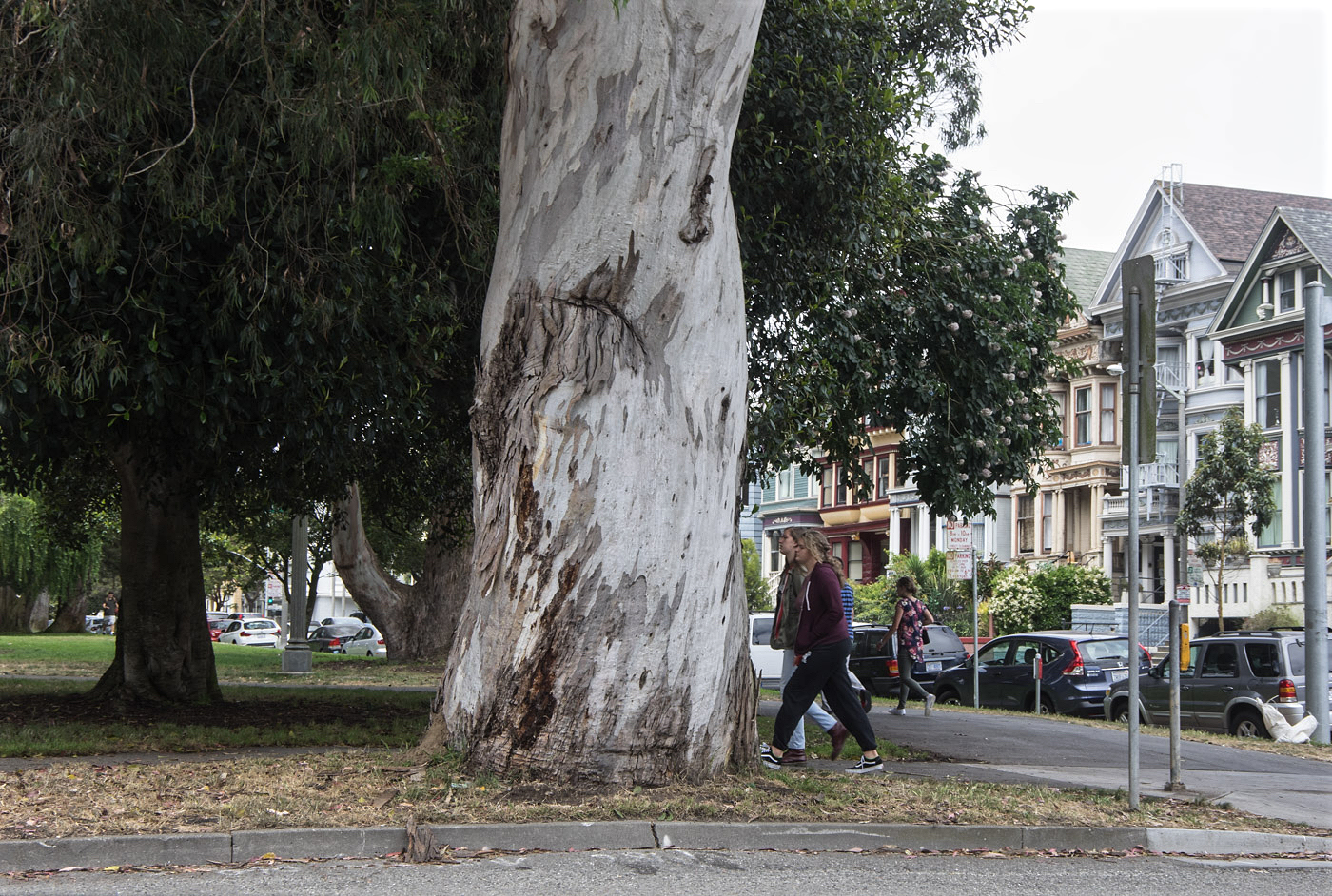 photo "Необычное в обычном." tags: travel, 140, Golden Gate Park, эвкалипт