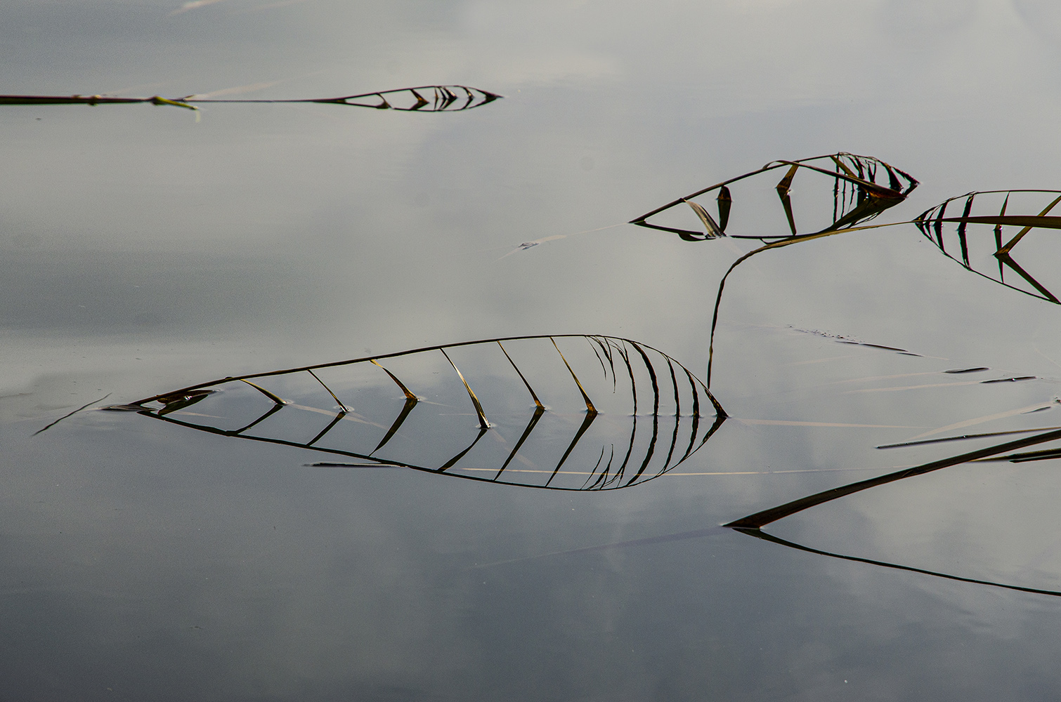фото "Прогулки вокруг Лебедянского пруда" метки: природа, пейзаж, 