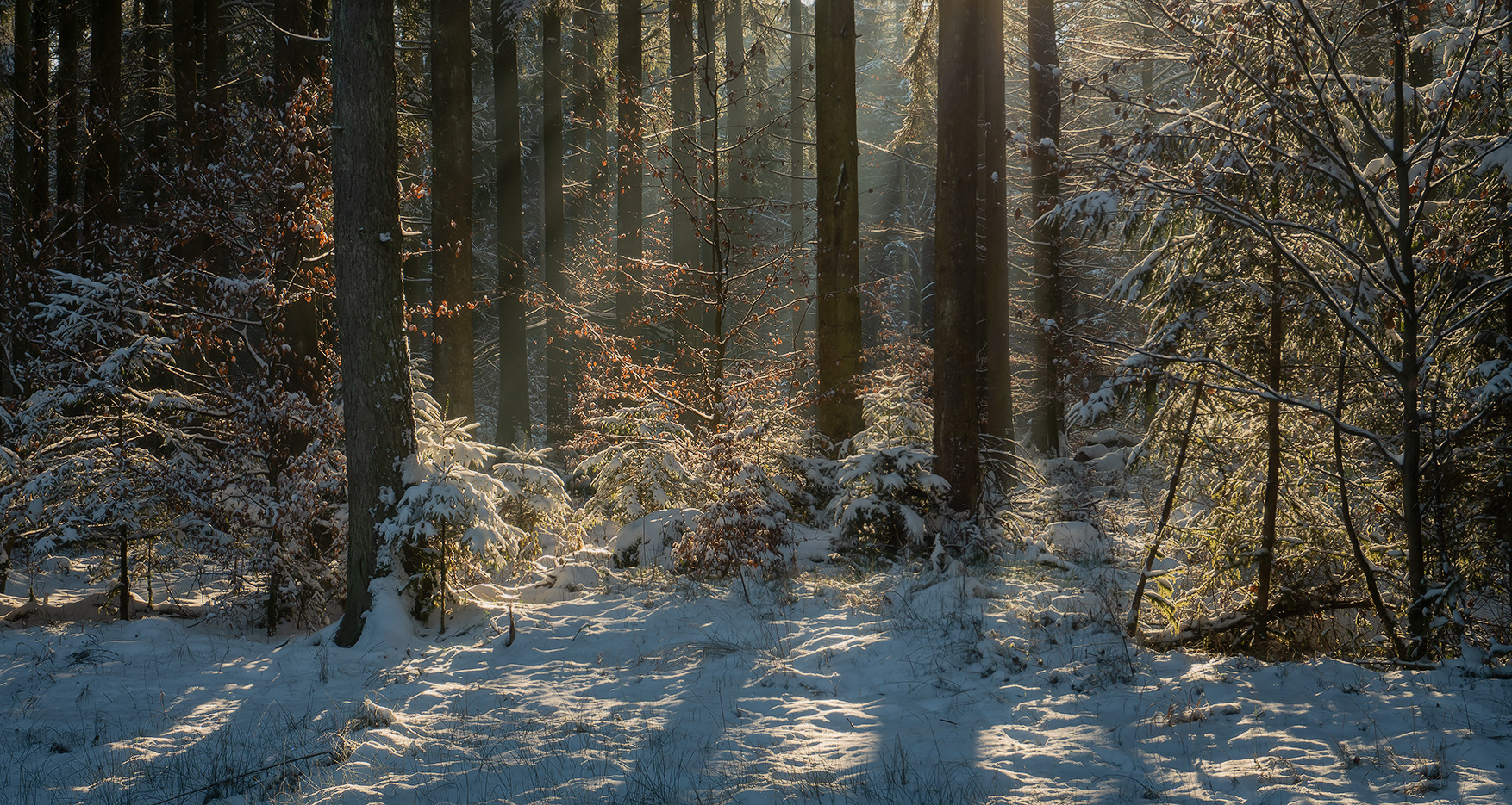 фото "Зимним днём в лесу" метки: пейзаж, 