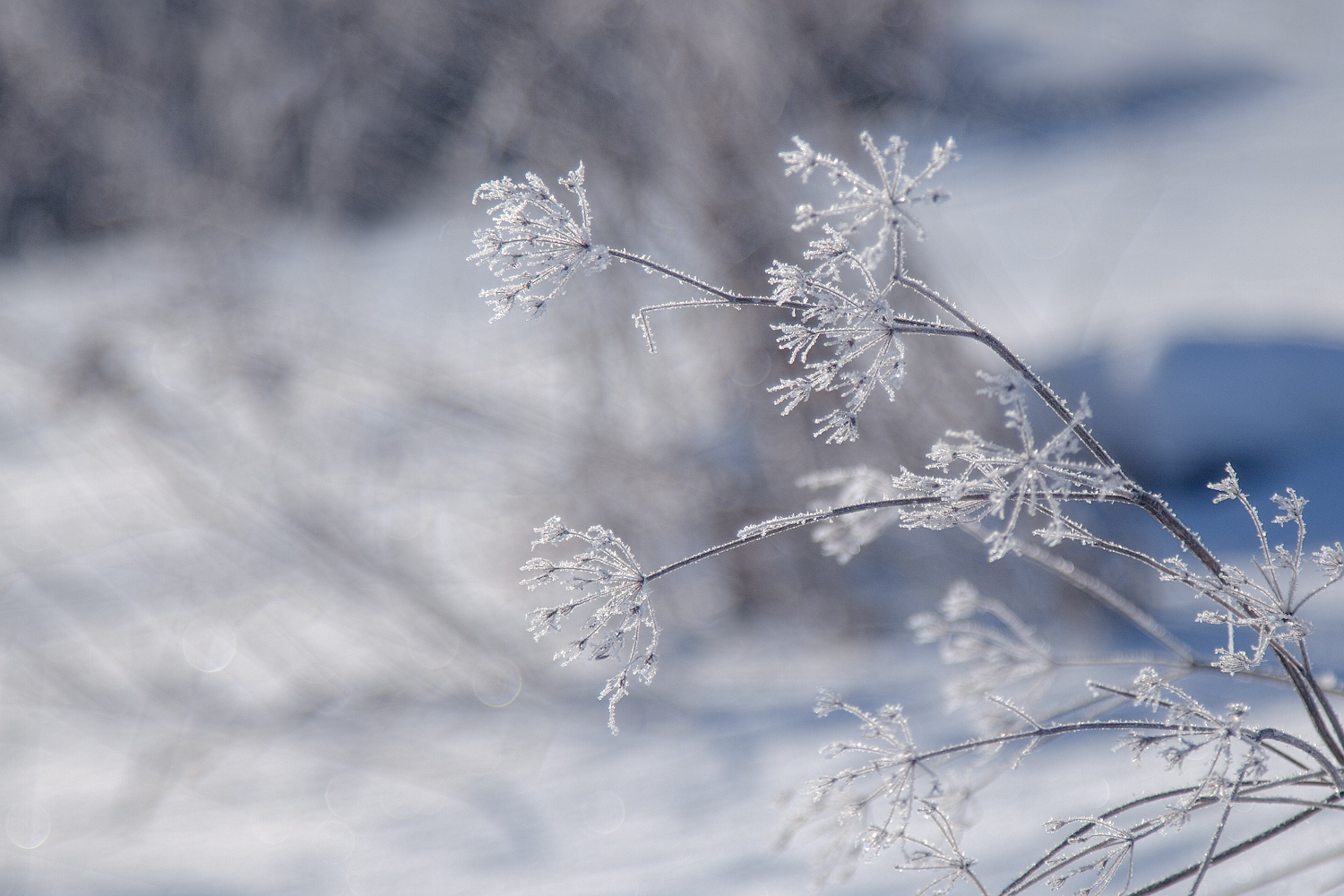 photo "***" tags: macro and close-up, nature, 