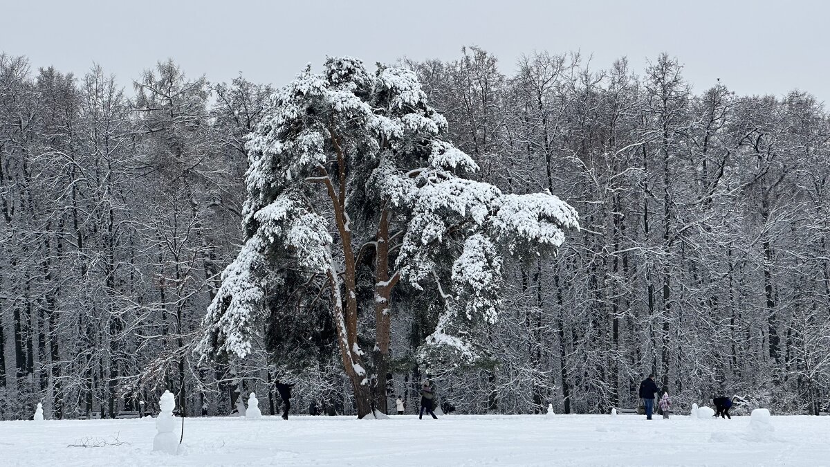 photo "***" tags: nature, Moscow, park, winter, Царицыно, сосна