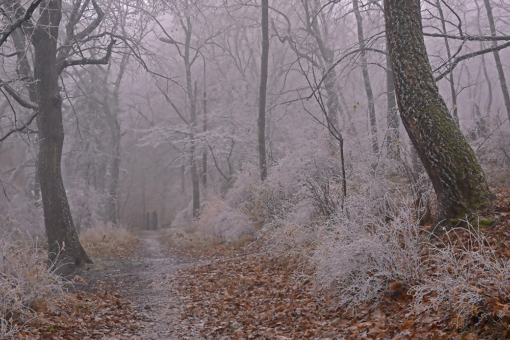 фото "В зимнем серебре." метки: пейзаж, зима, иней, парк