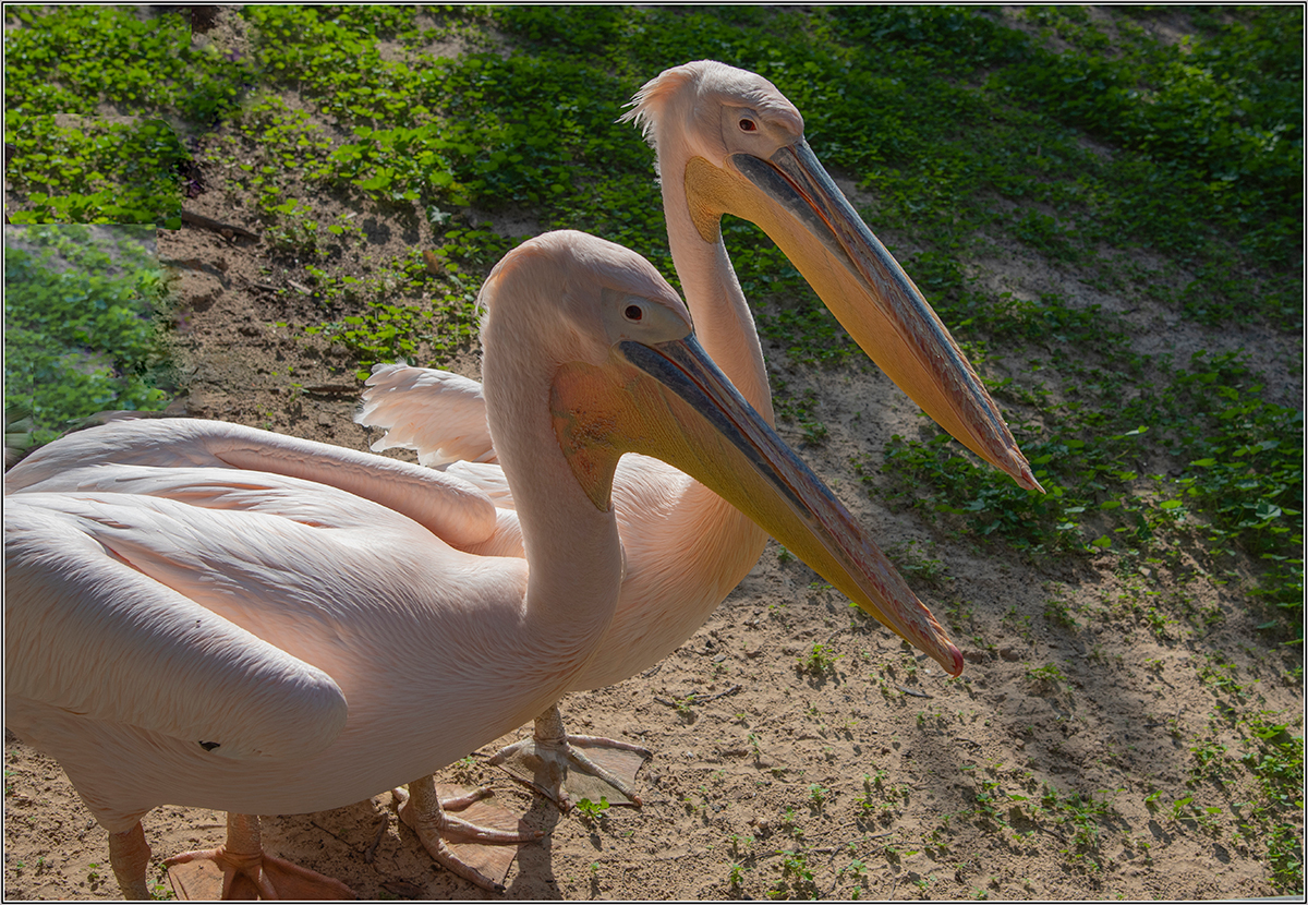 фото "Пеликаны - Великаны." метки: макро и крупный план, 