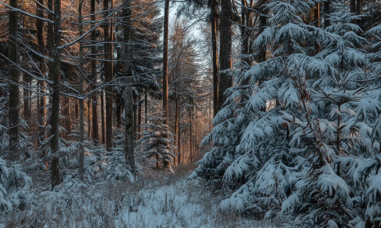фото "Зимний лес" метки: пейзаж, 