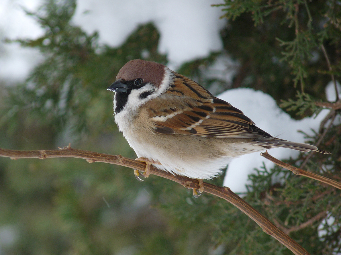 photo "***" tags: nature, wild animals