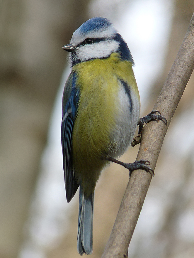 photo "***" tags: portrait, wild animals