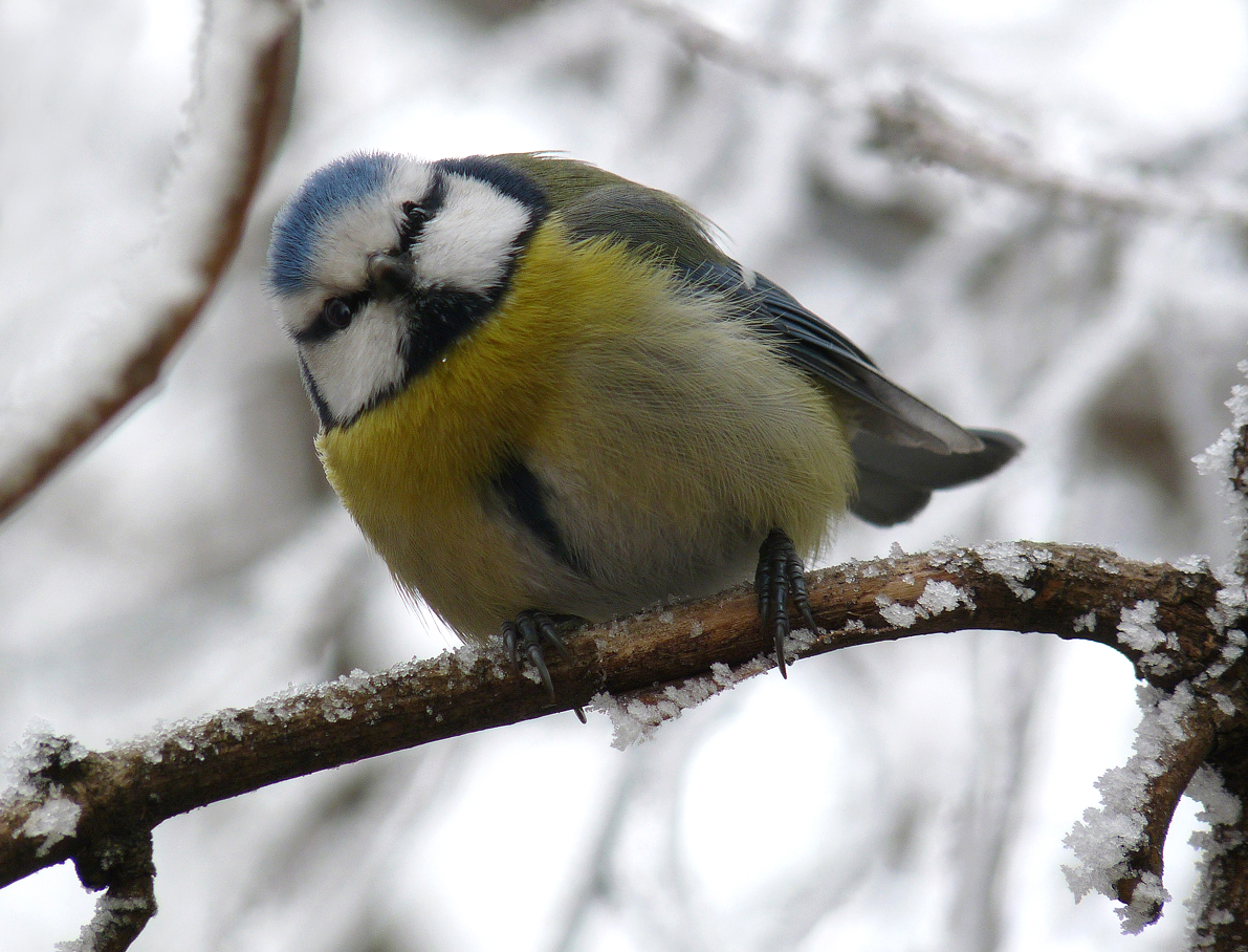 photo "***" tags: portrait, wild animals