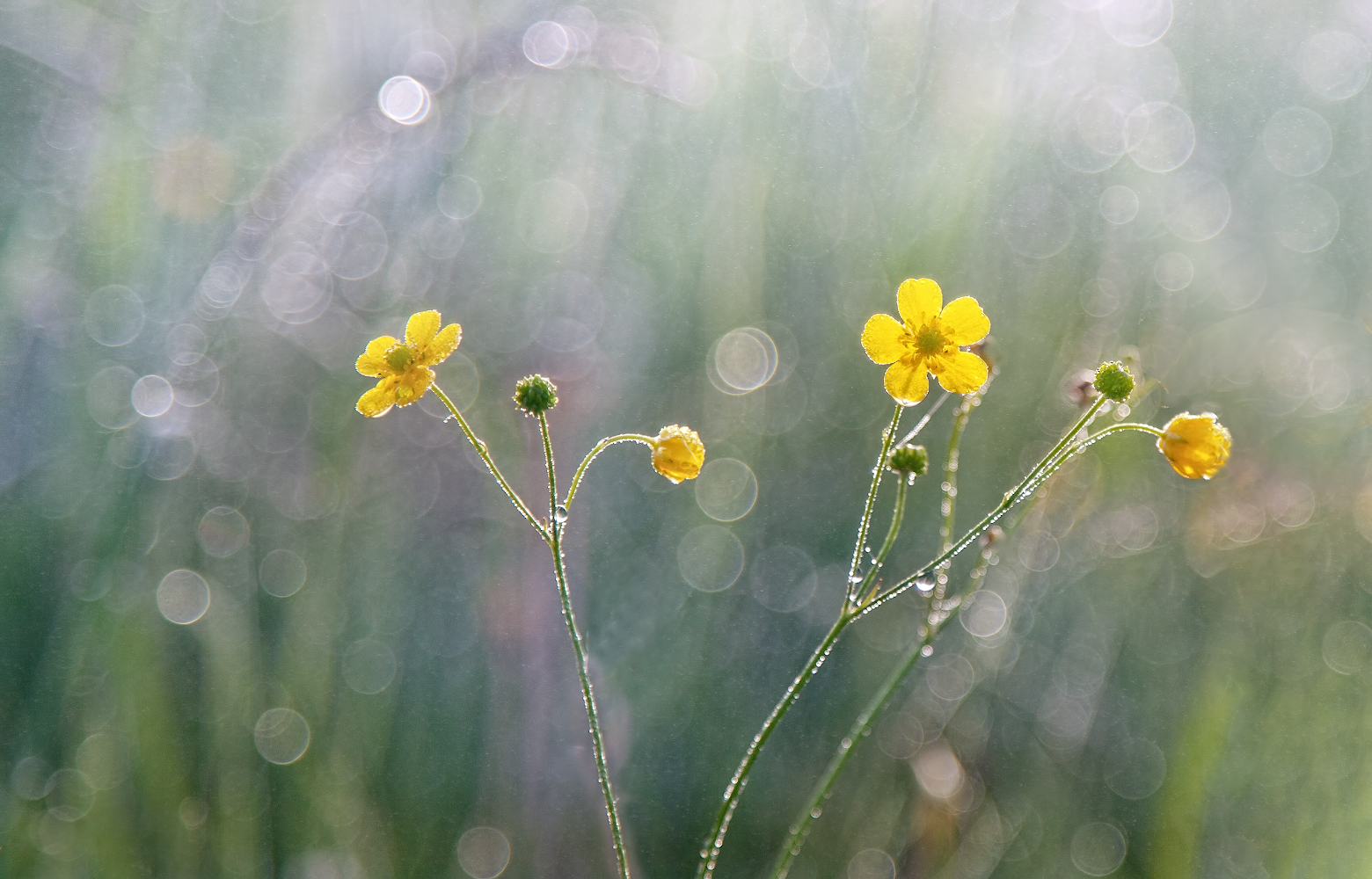 photo "***" tags: macro and close-up, nature, 