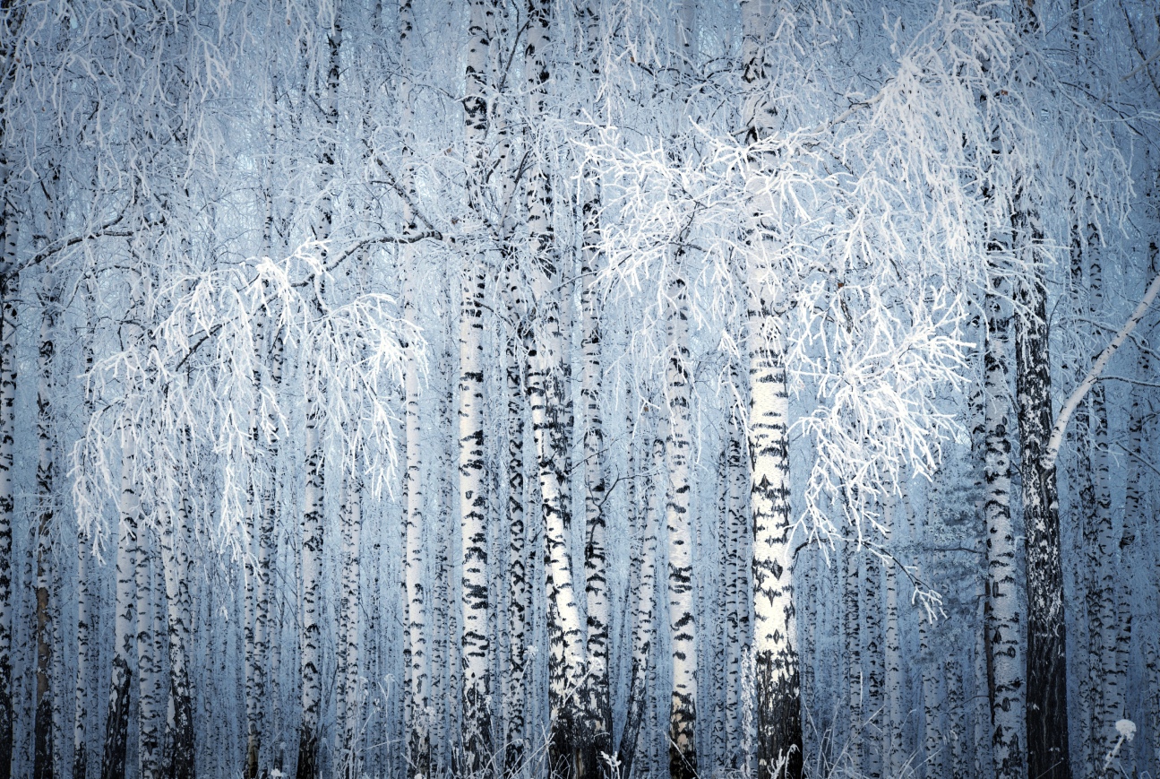 photo "***" tags: nature, birches, forest, hoarfrost, winter, белый, роща, синий