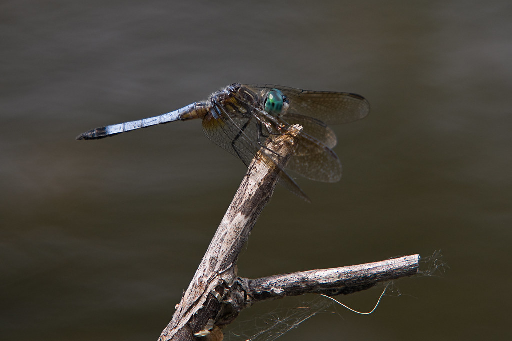 фото "Blue Dasher Dragonfly" метки: природа, портрет, Dragon Fly, насекомое