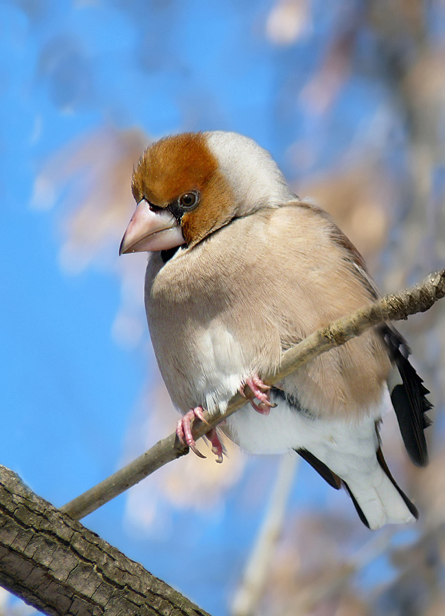 photo "***" tags: portrait, wild animals