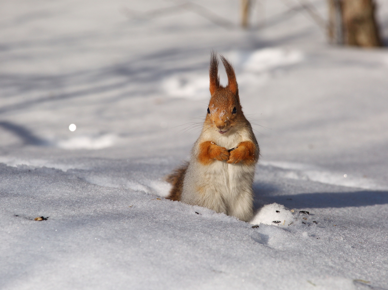 photo "***" tags: nature, squirrel