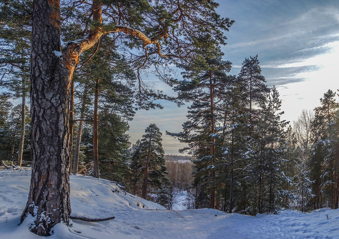 фото "Моховые горы" метки: пейзаж, зима, лес, моховые горы, сосны