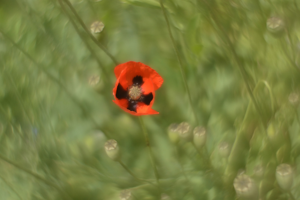 photo "***" tags: nature, flowers, spring, маки