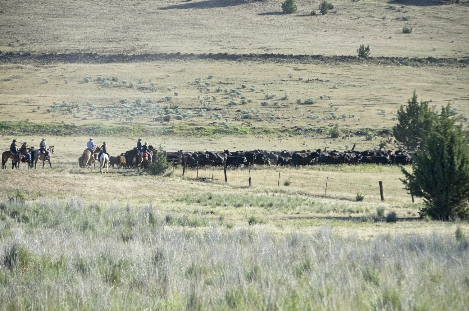 photo "Ковбои перегоняют стадо коров" tags: panoramic, landscape, cowboys. кавбои, коровы