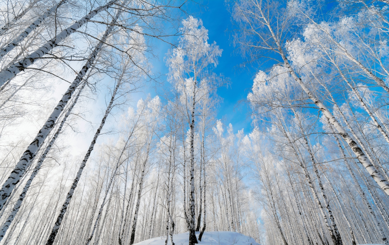 фото "Когда небо - голубое" метки: пейзаж, березы, голубое небо, зима, иней, снег