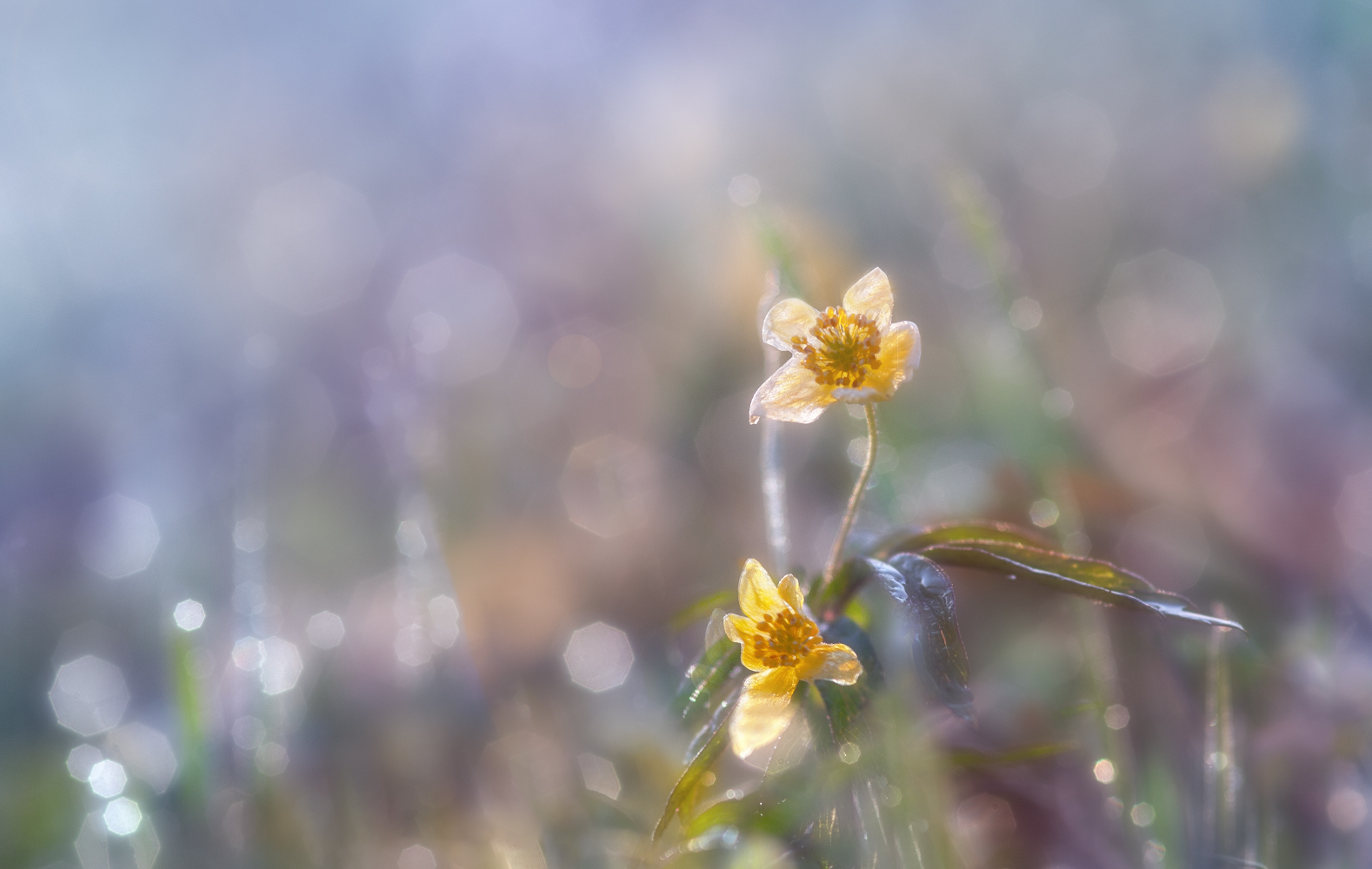 photo "***" tags: macro and close-up, nature, 