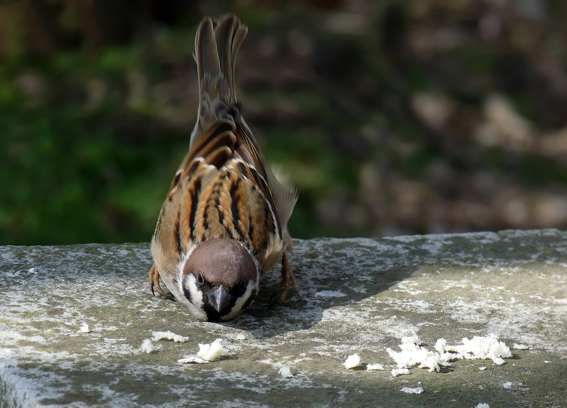 photo "***" tags: nature, wild animals