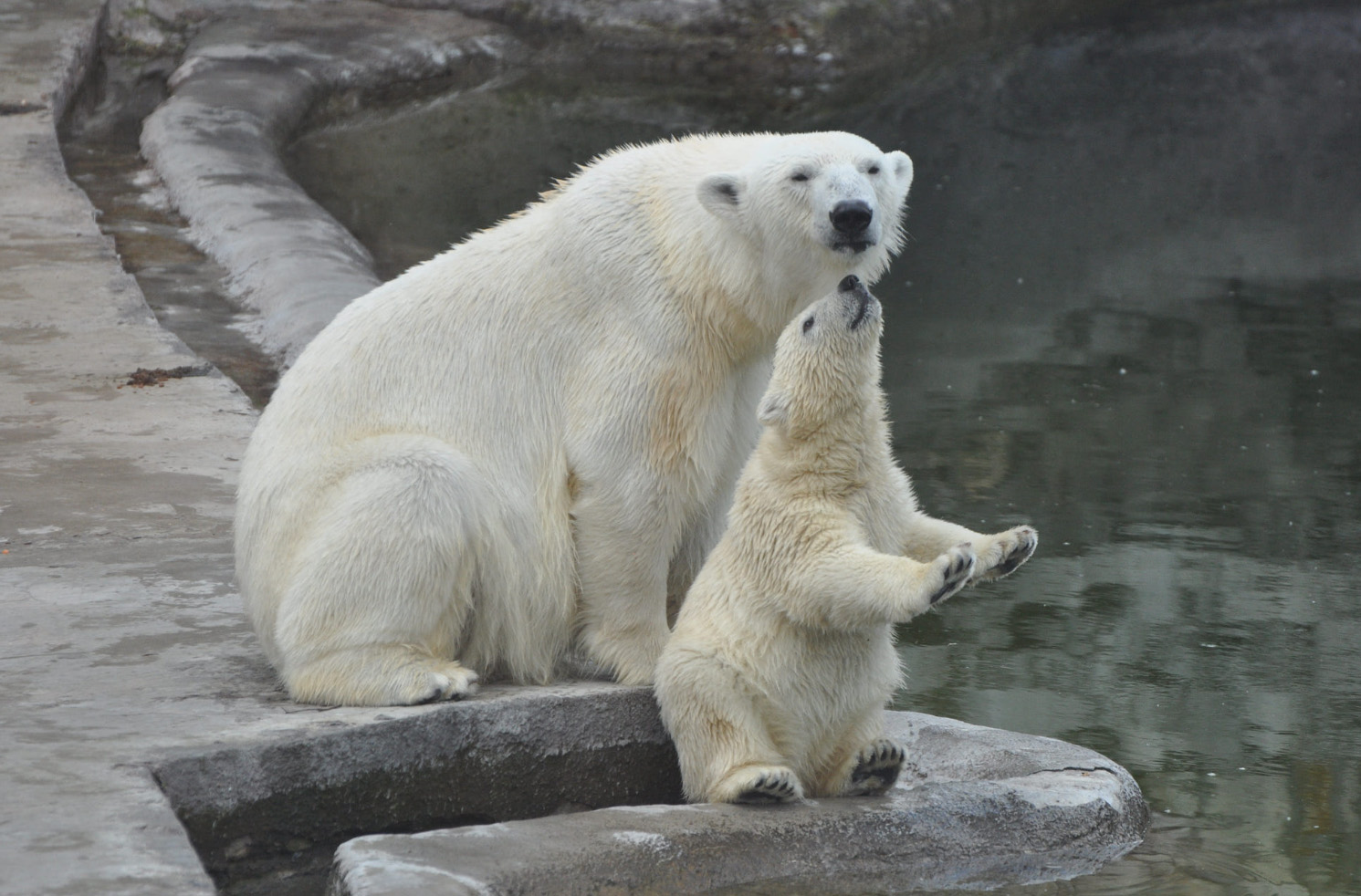 фото "Белые медведи" метки: разное, Москва, белые медведи, животные, зоопарк, медведи, медведица, медведь, медвежонок