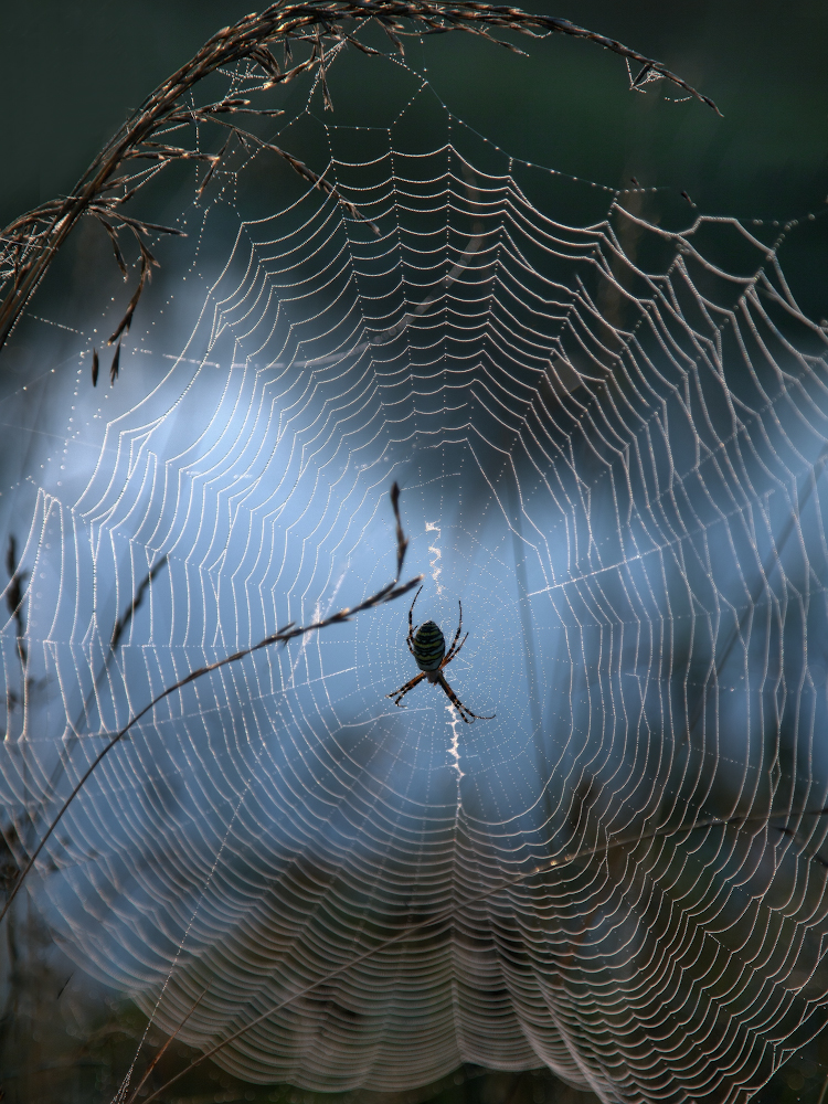 photo "***" tags: macro and close-up, nature, 